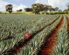 Agave Selection