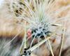 Airplants by Groen²