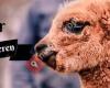 Alpacalokeren