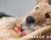 Amarok Dogs & More Shop