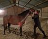 Animal Chiropractor and Equine Vet - Elena Mertes