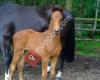 Anouch Danneels Sporthorses - Breeding, Coaching & Sales