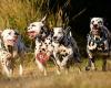 Belgische Club voor Dalmatische honden - Club Belge du Dalmatien