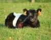 Belted Galloway Belgium