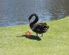 Black Swan Consult