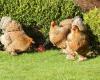 Brahma chicken farm Van Rompaey