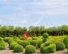 Buxus-& Taxuskwekerij Goossens