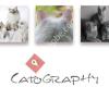 Catography