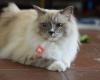 Cattery Sapphire Dream Ragdolls