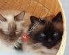 Cattery Sweet Birmans