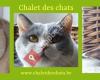 Chalet des chats