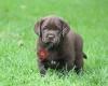 Chocolate Treasures Labradors