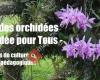 Culture des Orchidées - L'Orchidée pour Tous