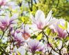 De Kleine Theeboom