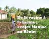 De la racine à la farine : Projet Manioc au Bénin