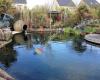 De Wase Aquarium & Vijverwinkel