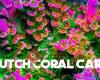 Dutch Coral Program