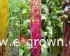 E-grown