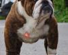 Elevage de bulldog anglais Thalea Bull's