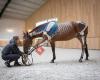 Equine Massage, Because they are Uniques