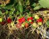 Fraises Notre-Dame au Bois