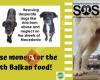 Fundraising for macedonian strays
