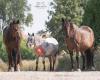 Furna - Coaching Met Paarden