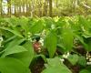 INBO - Instituut Natuur- en Bosonderzoek