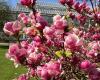 Jardin Botanique Meise