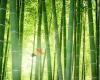 JJ'S Bamboo