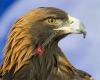 L'Aigle de l'année