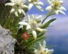 L'Edelweiss