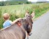 La Ferme du Petit Stocky