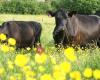 La ferme du vivier - black angus