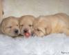 Labradorpups Halen
