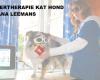 Lasertherapie kat hond Dhana Leemans