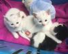 Luna's kittenparadijs - Opvanggezin Hoop voor Zwervertjes