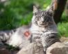 Maine Coon Cattery Caevon's Myth