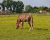 Manege Sint-Jorishoeve