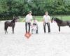 MBA Arabians & Heesbeekhoeve/ The Fairy Tale Ranch Miniature Horses