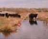 Natuurpunt Mechels Rivierengebied