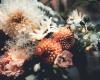 NoMy Flowers