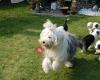 Old English Sheepdogs - Bobtail Loving Affections