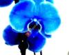orchidee-bleue fleurs et articles cadeaux