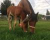 Paardenmelkerij Limburg - Healthy Horse