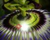 Passiflora
