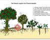 Permaculture Design and Development