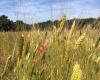 Saint Jacques Boulangerie Nature & Terroir