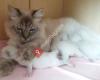 Siberische en Neva Masquerade katten, kittens