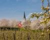 Stad en OCMW Borgloon